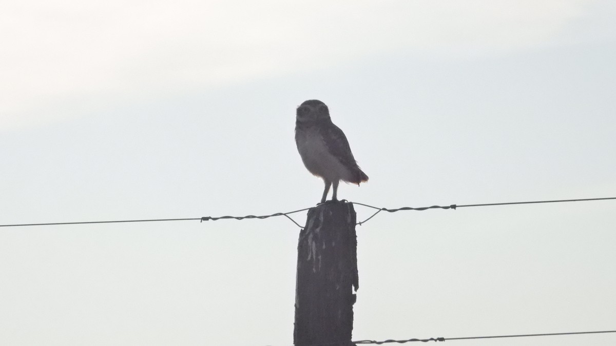 Burrowing Owl - ML628822348