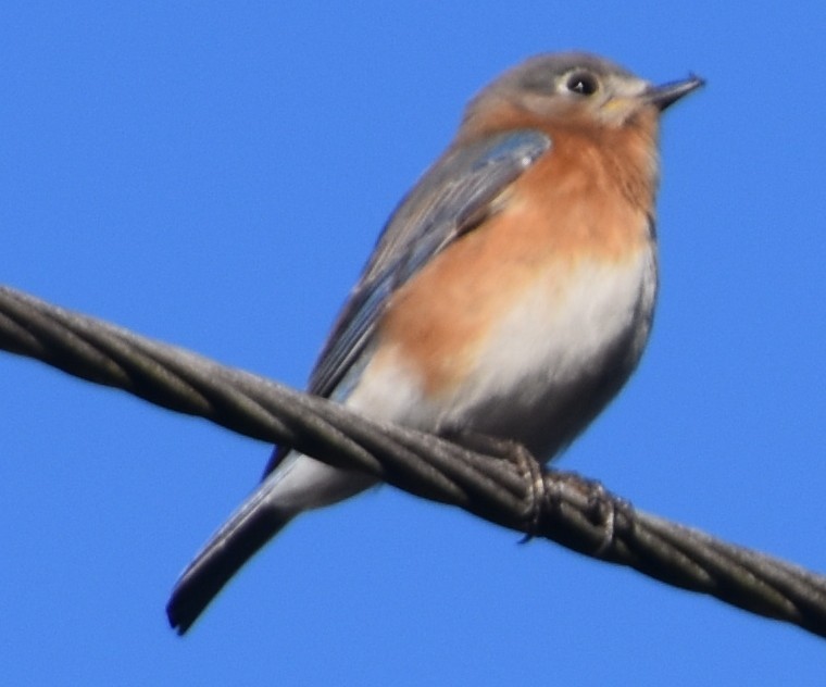Eastern Bluebird - ML628822368