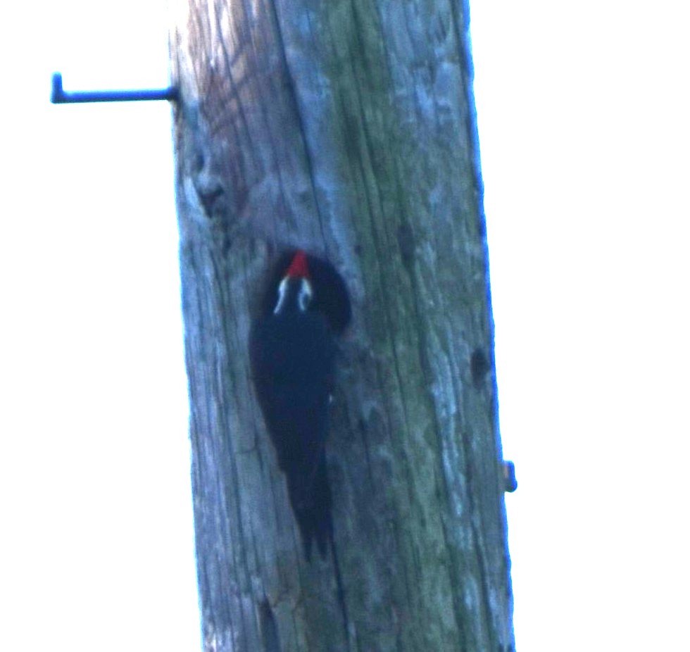 Pileated Woodpecker - ML628822590