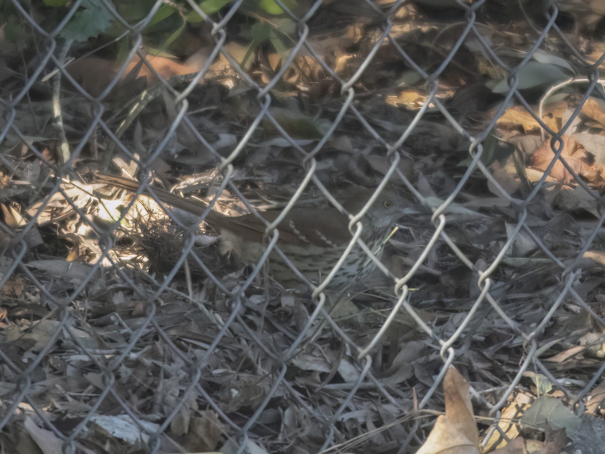 Brown Thrasher - ML628822675