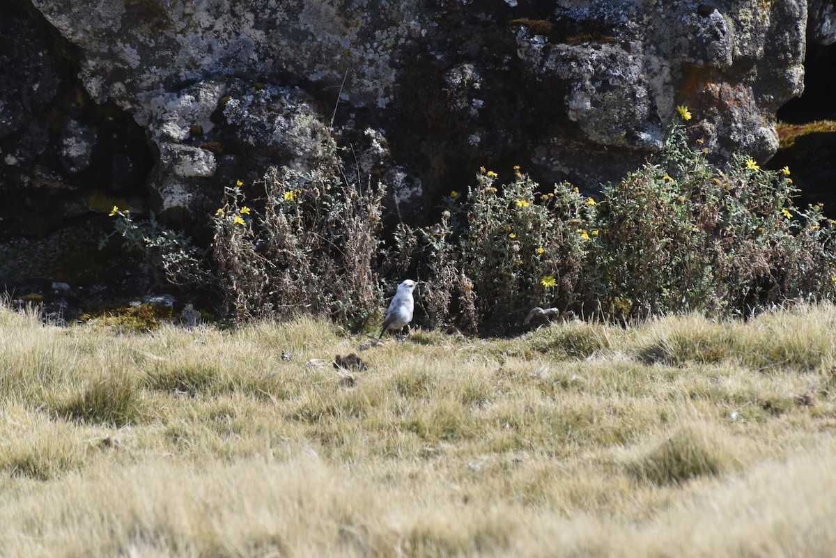 Eastern Black-eared Wheatear - ML628822700