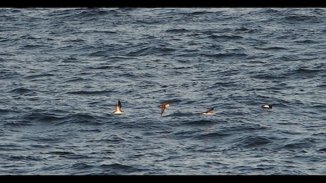 Black-vented Shearwater - ML628822711