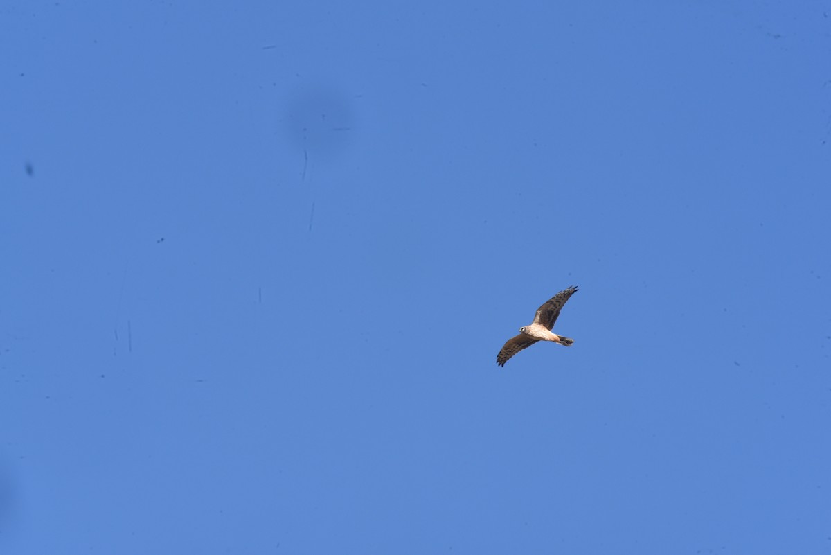 Pallid Harrier - ML628822773