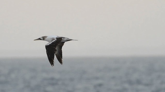 Nazca Booby - ML628822780