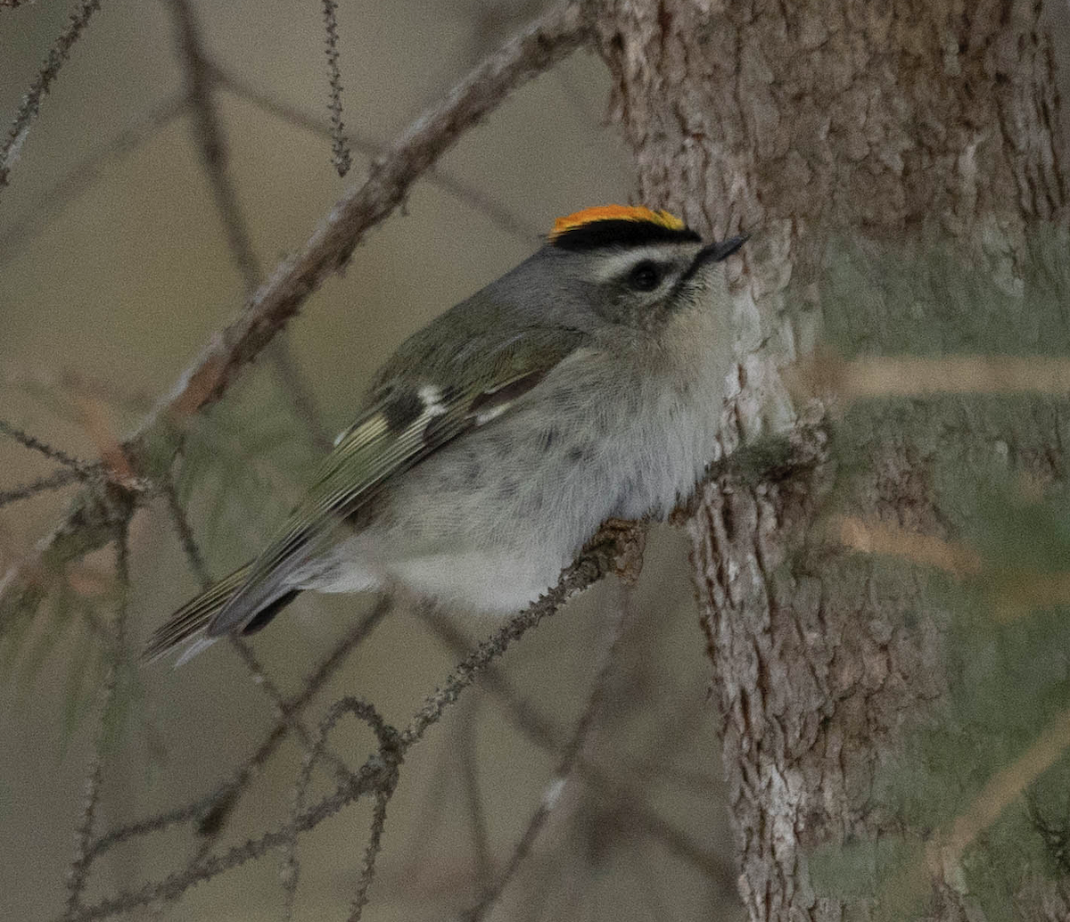 králíček zlatohlavý - ML628822805