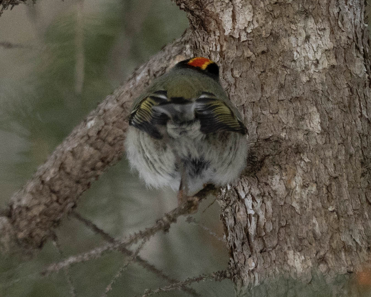 králíček zlatohlavý - ML628822833