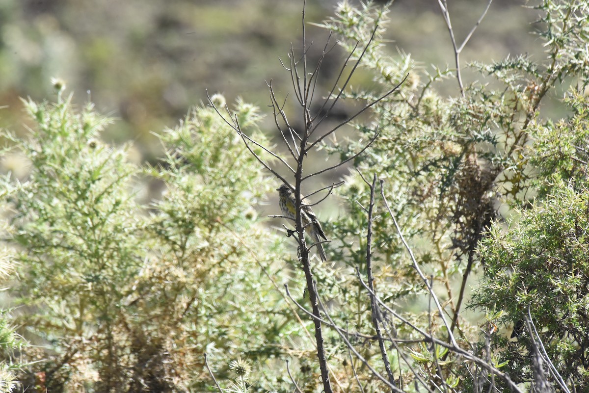 Yellow-crowned Canary - ML628822853