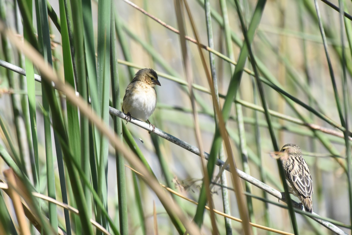 Northern Red Bishop - ML628822906