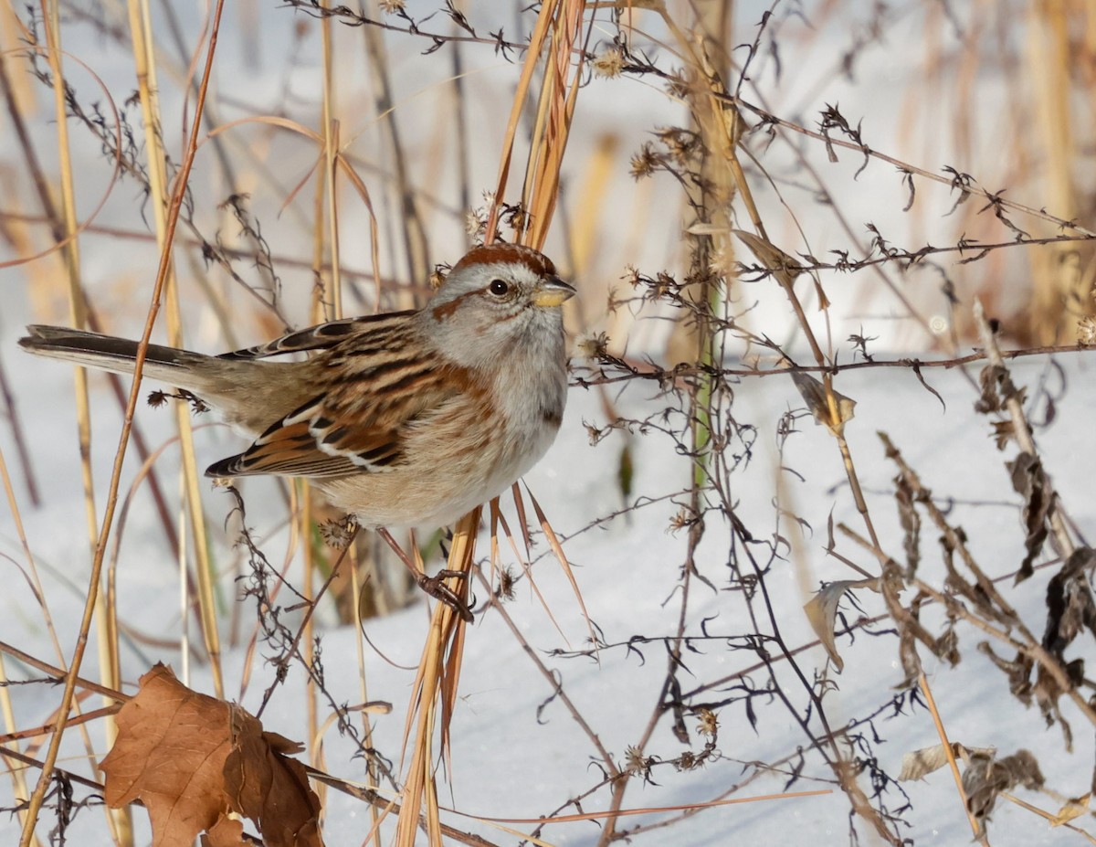 American Tree Sparrow - ML628823037