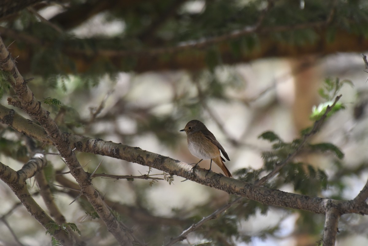 Familiar Chat - ML628823108