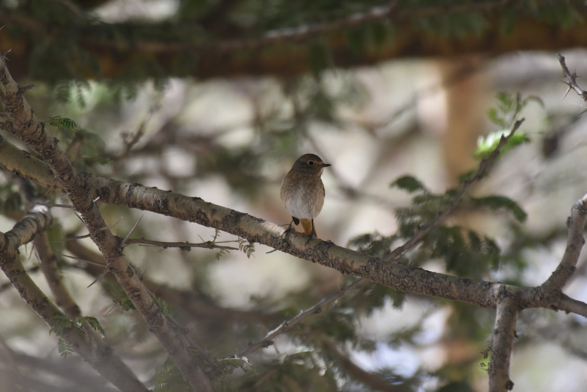 Familiar Chat - ML628823109