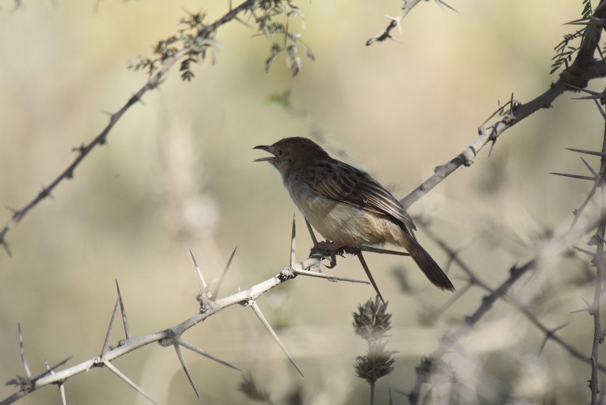 Ethiopian Cisticola - ML628823256