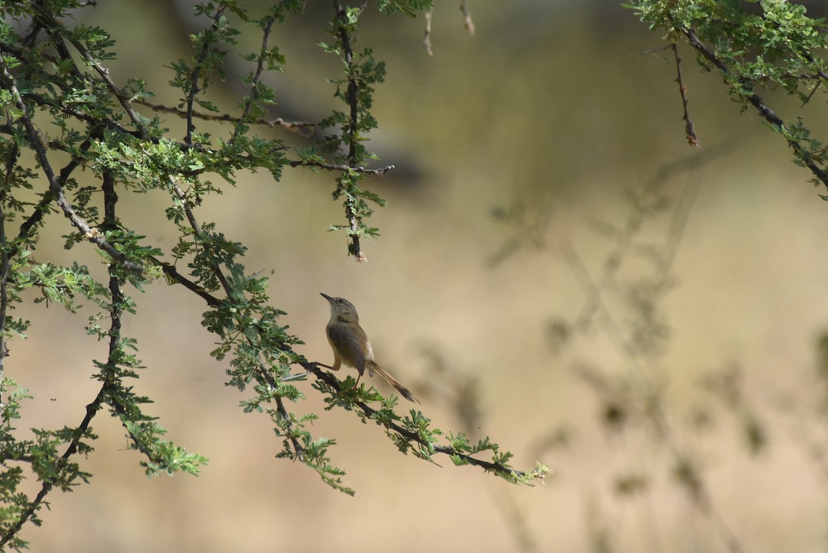 Tawny-flanked Prinia - ML628823317