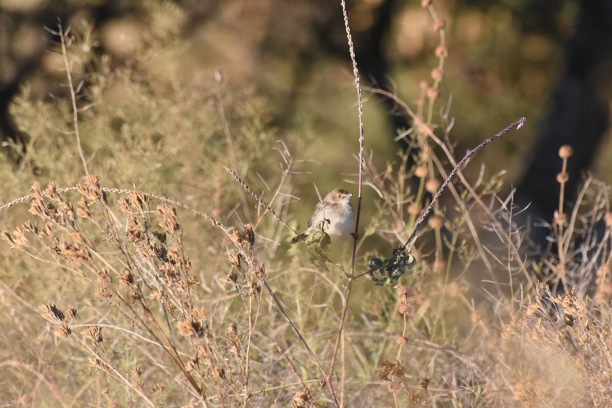 Rattling Cisticola - ML628823360