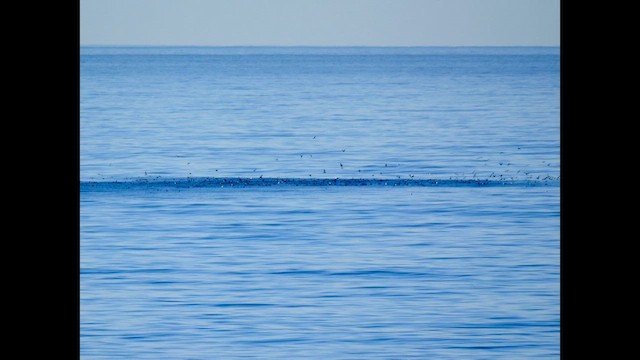 Black-vented Shearwater - ML628823497