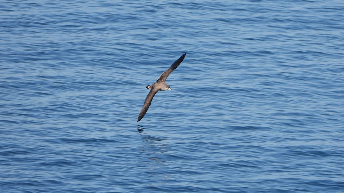 Scopoli's Shearwater - ML628823613