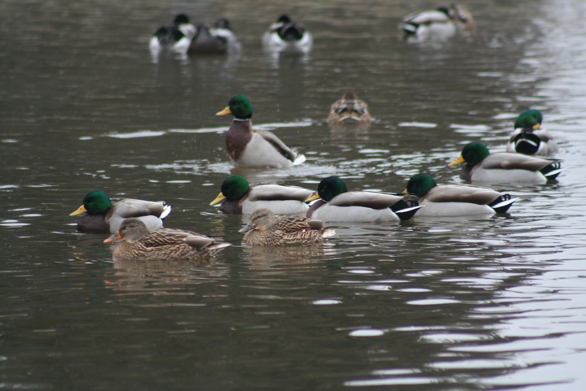 Mallard - ML628823663