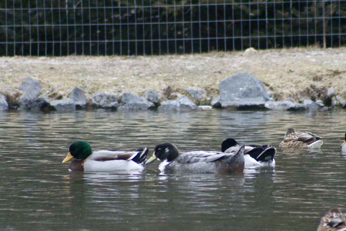 Mallard (Domestic type) - ML628823671