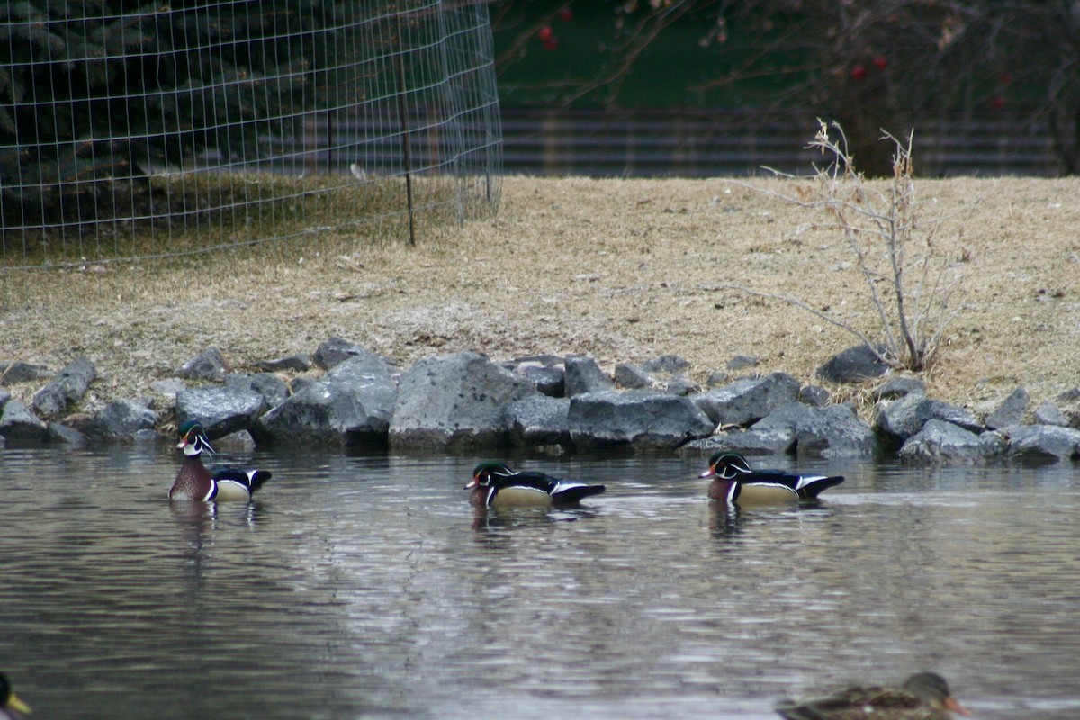 Wood Duck - ML628823681