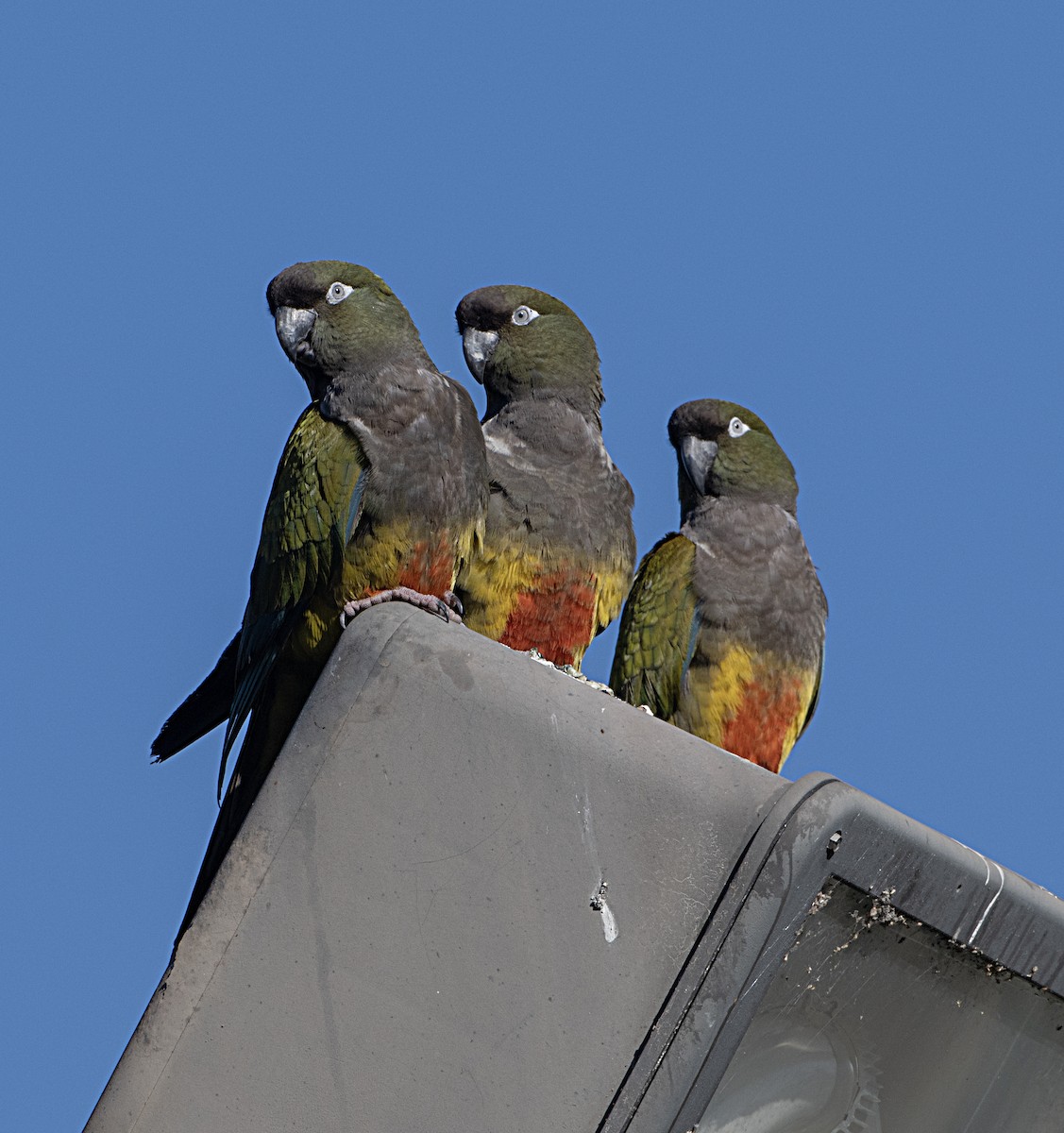 Burrowing Parakeet - ML628823701