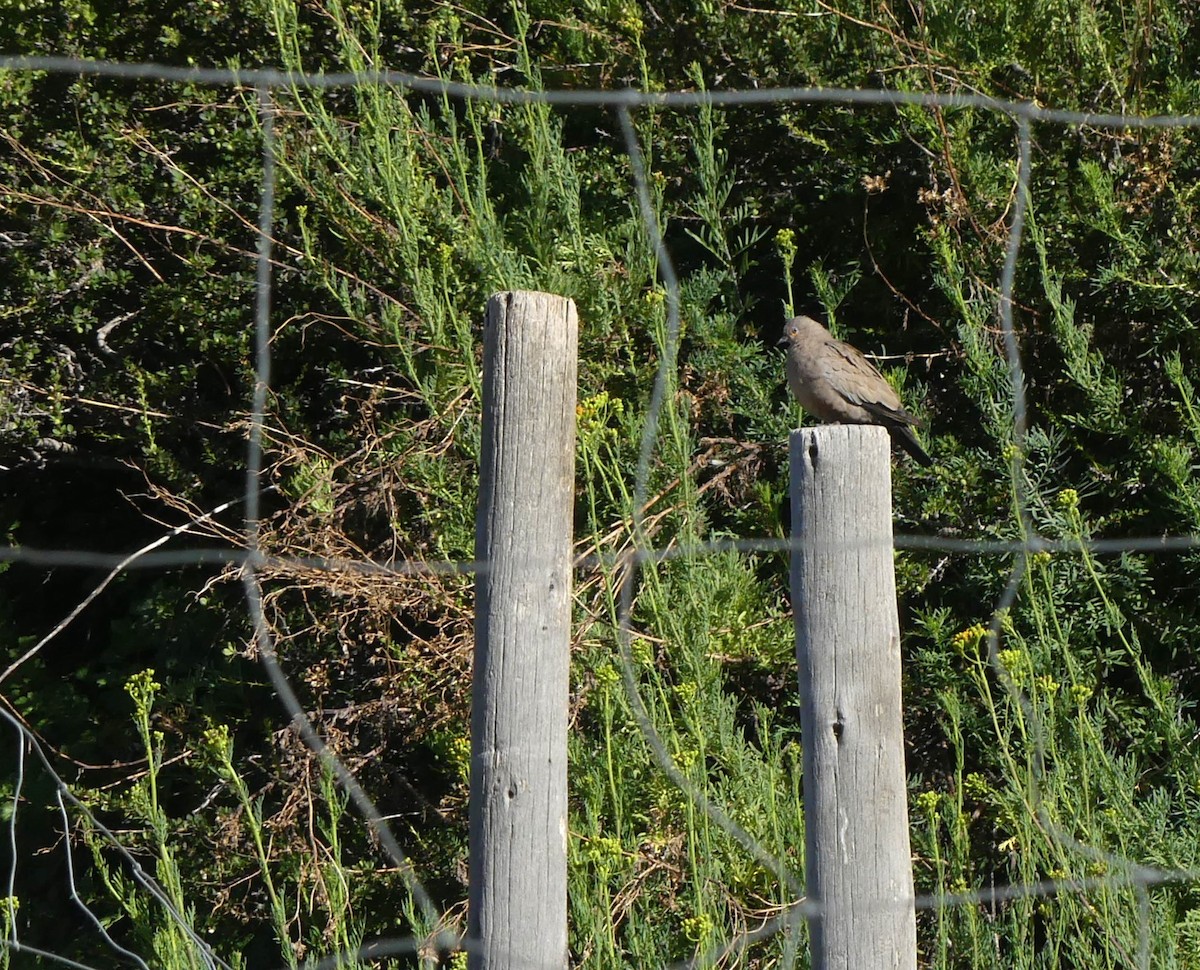 Colombe à ailes noires - ML628823747