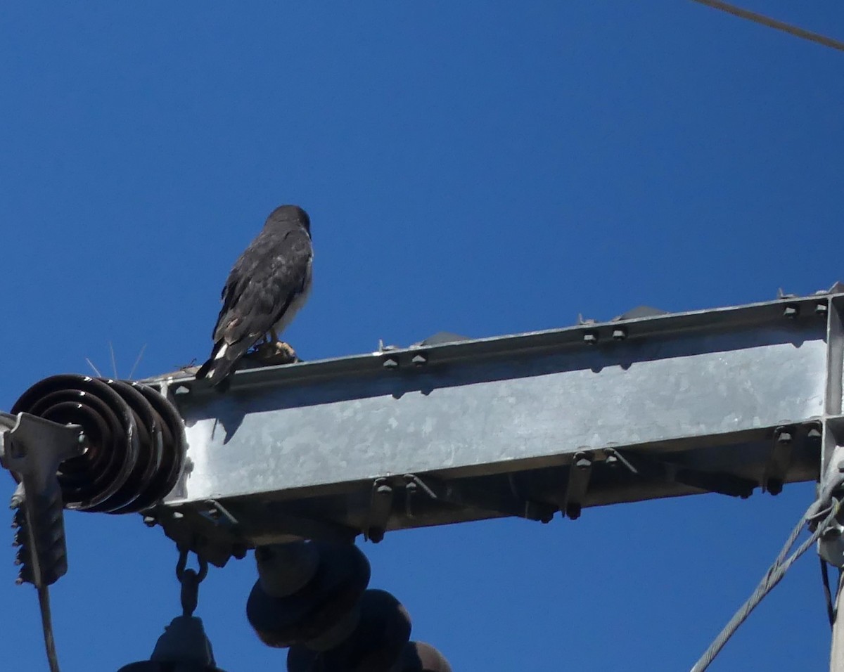 Buse tricolore - ML628823756