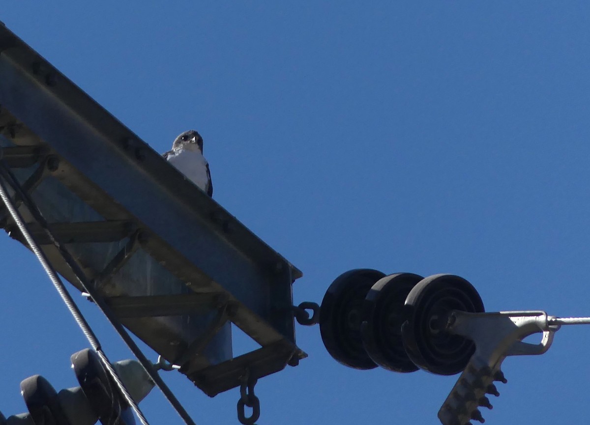 Buse tricolore - ML628823757