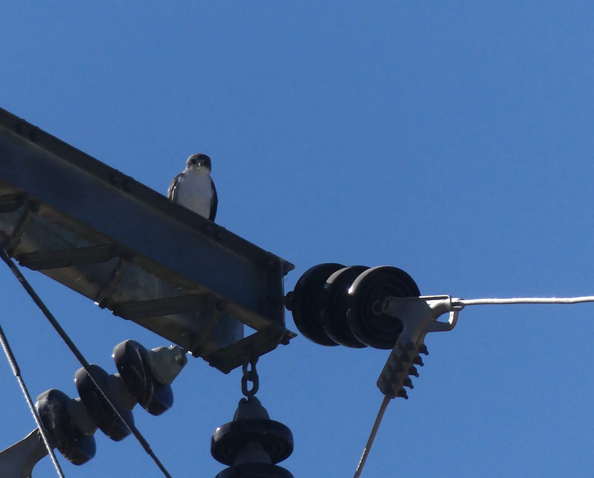 Buse tricolore - ML628823758