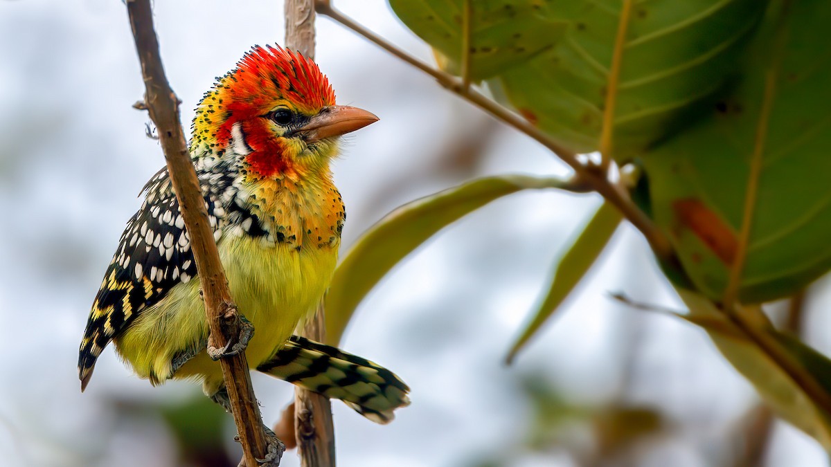 Red-and-yellow Barbet - ML628823765