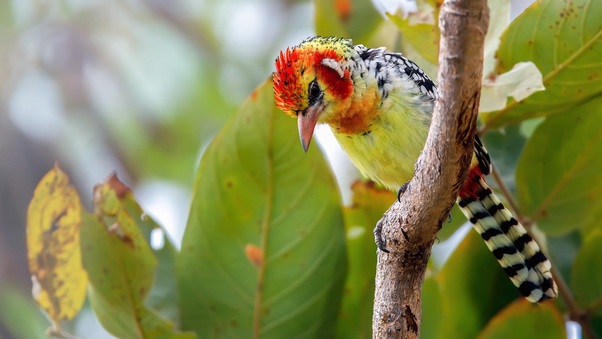 Red-and-yellow Barbet - ML628823953