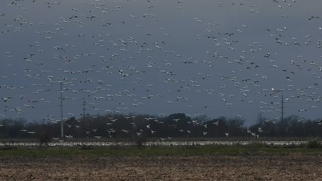 Цасны галуу - ML628823957