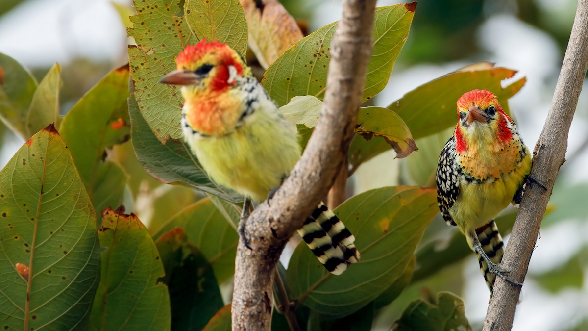 Red-and-yellow Barbet - ML628823984