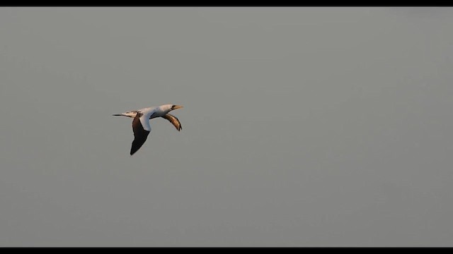 Nazca Booby - ML628824030