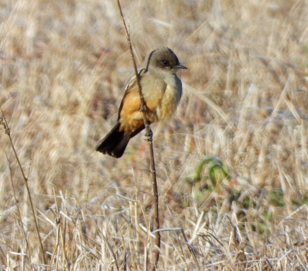Say's Phoebe - ML628824047