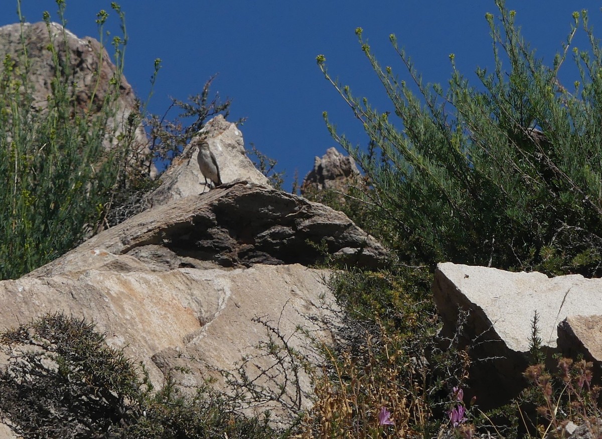 Dormilon à sourcils blancs - ML628824127