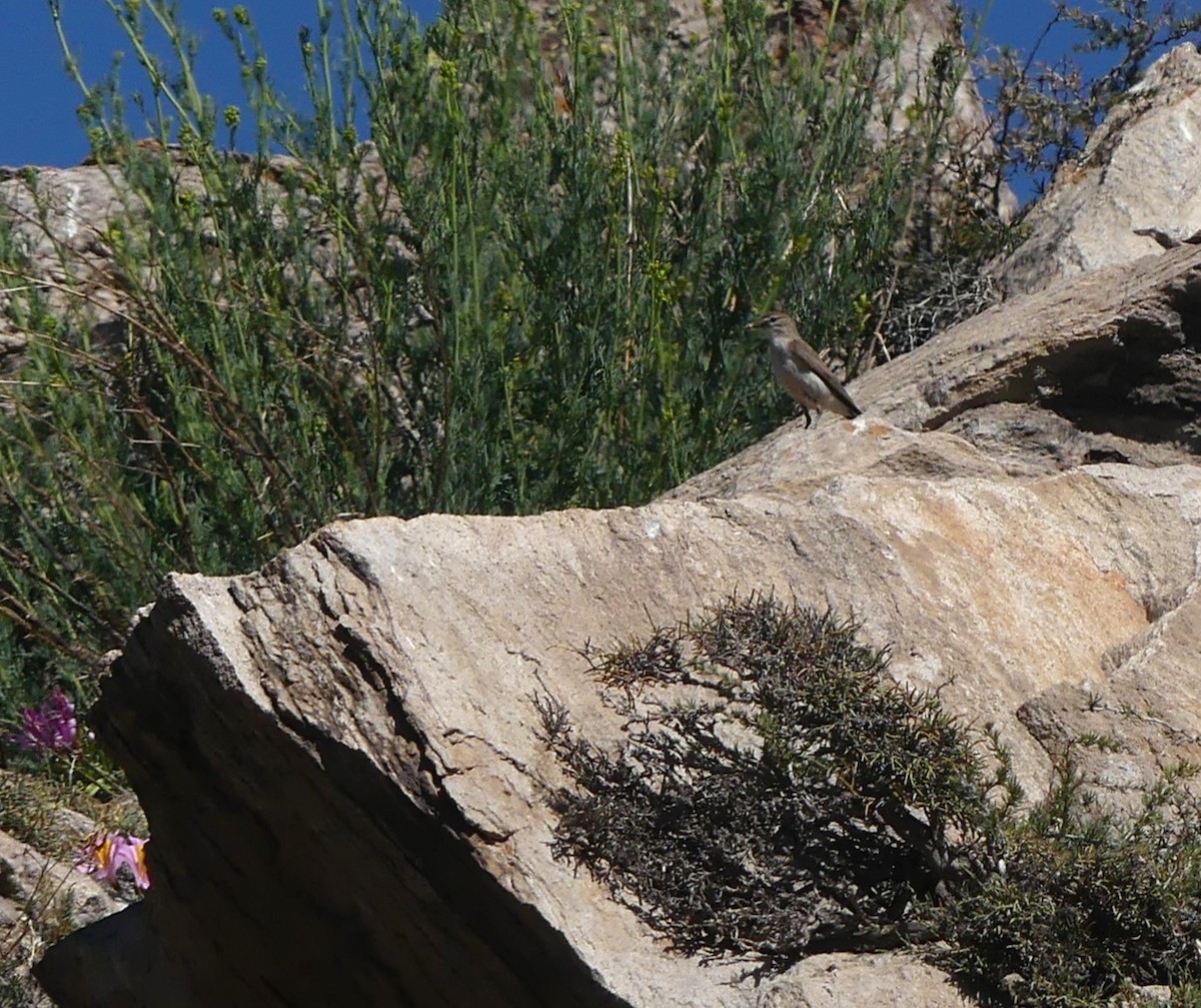 Dormilon à sourcils blancs - ML628824128