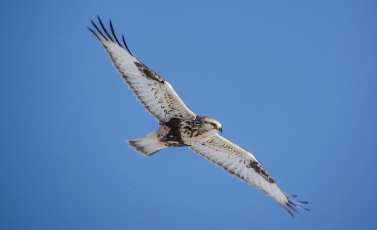 Rough-legged Hawk - Gale VerHague