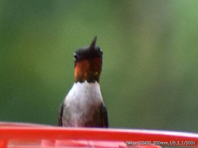 Colibri à gorge rubis - ML62882431