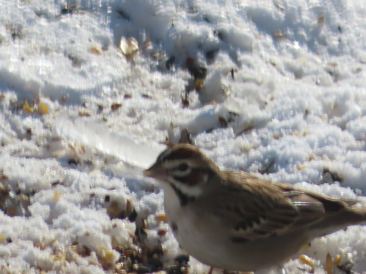 Lark Sparrow - ML628824628