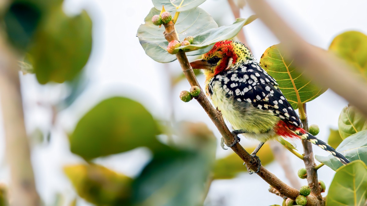 Red-and-yellow Barbet - ML628824914