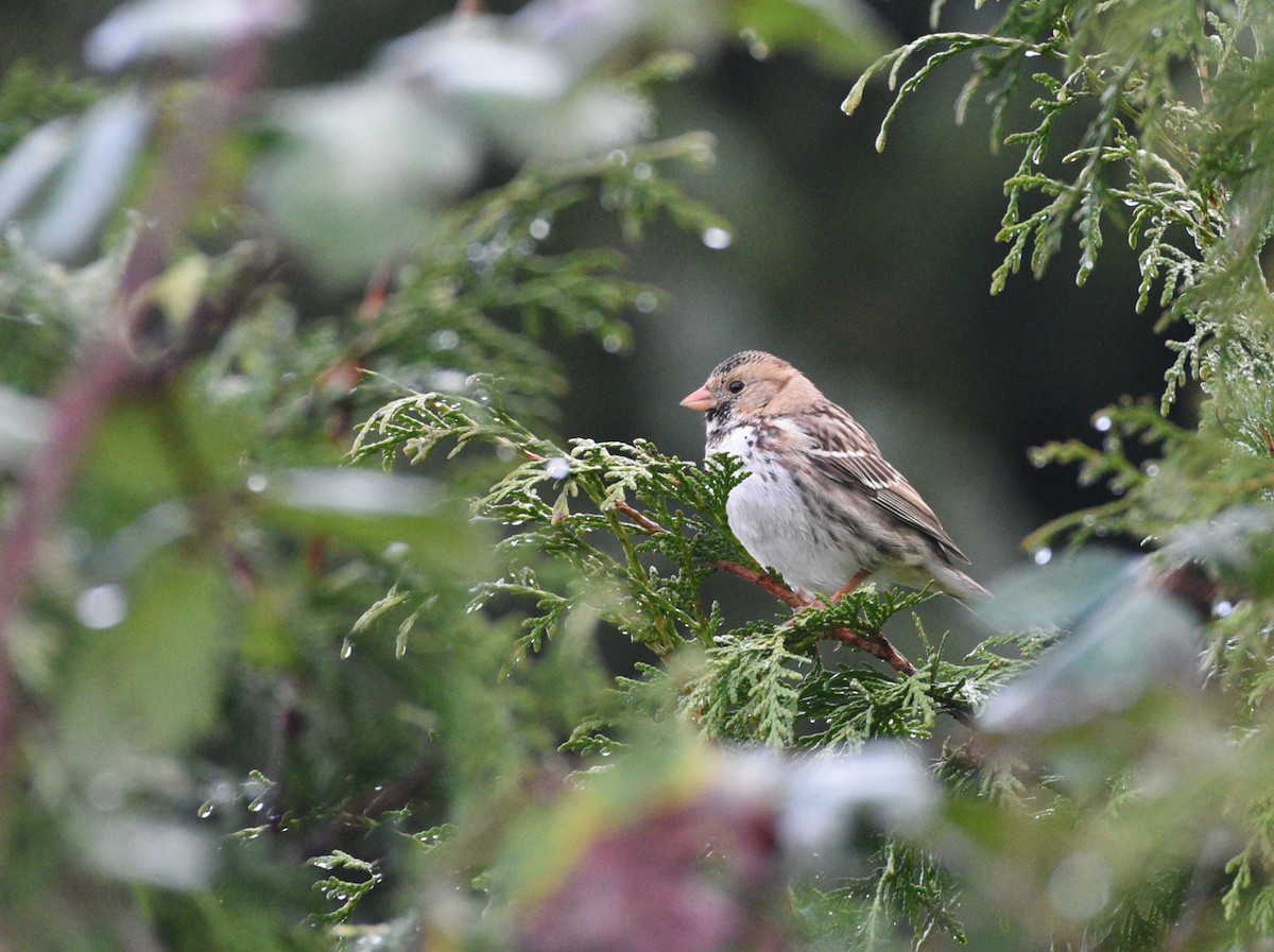 Harris's Sparrow - ML628825556