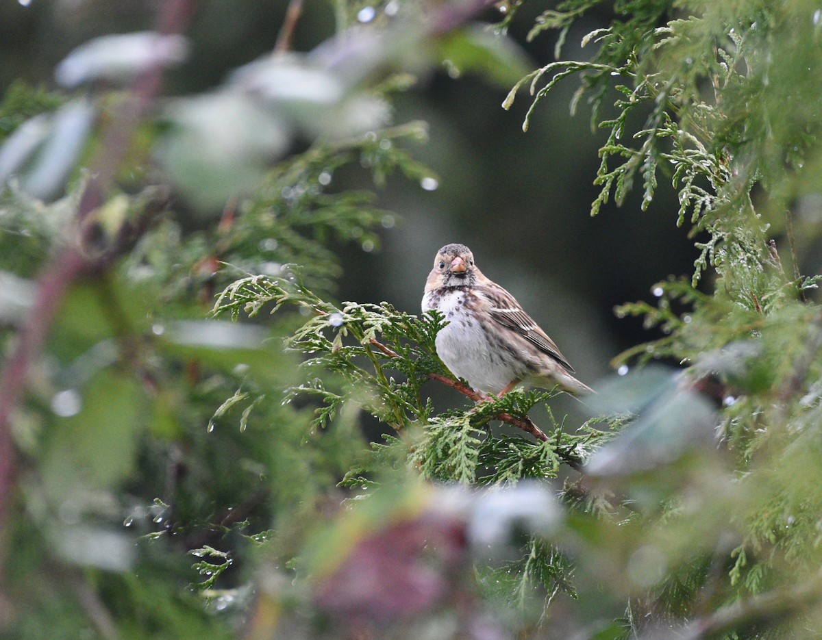 Harris's Sparrow - ML628825557