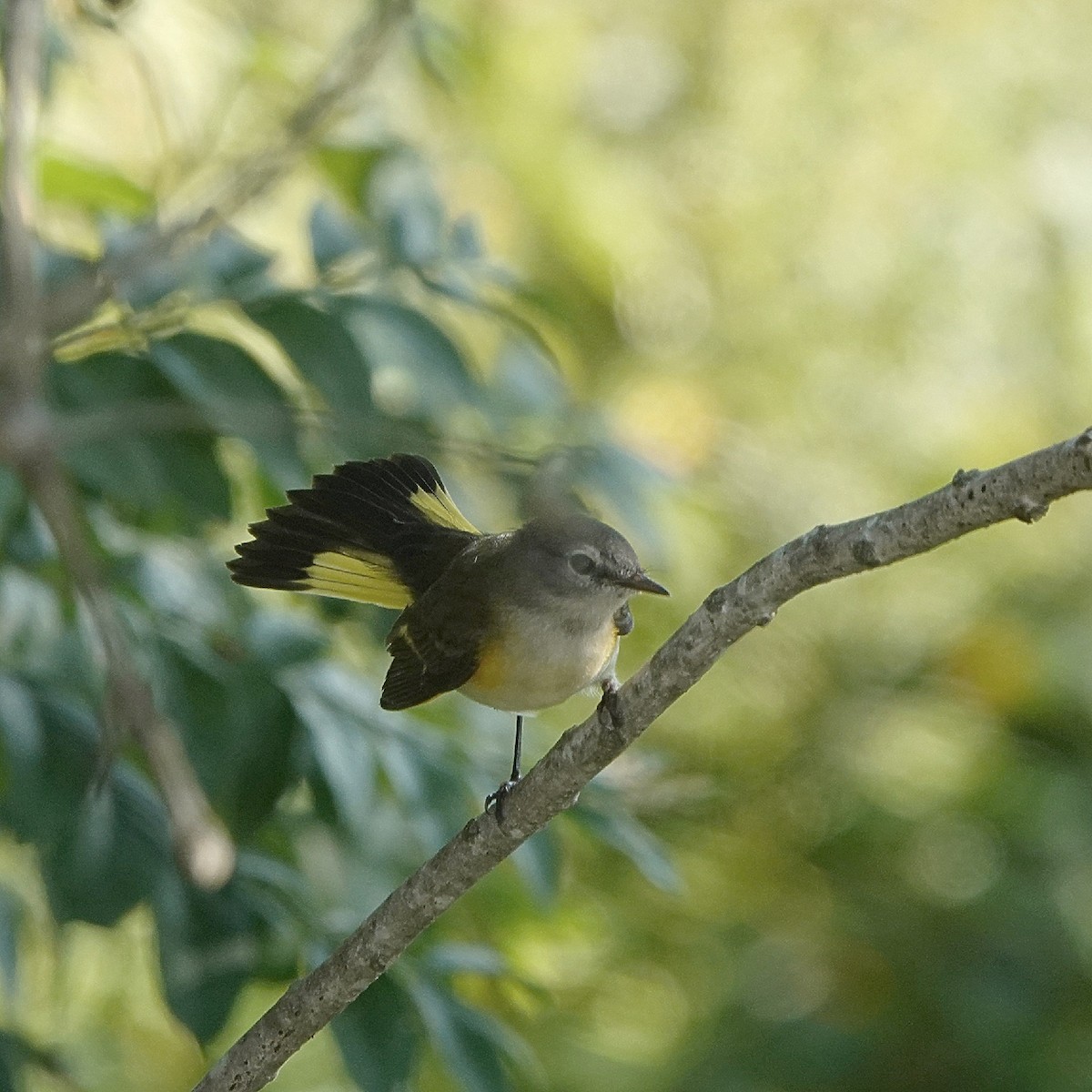 American Redstart - ML628825573