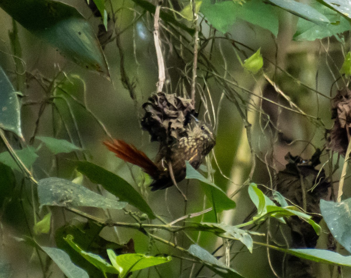 Rusty-winged Barbtail - ML628825621
