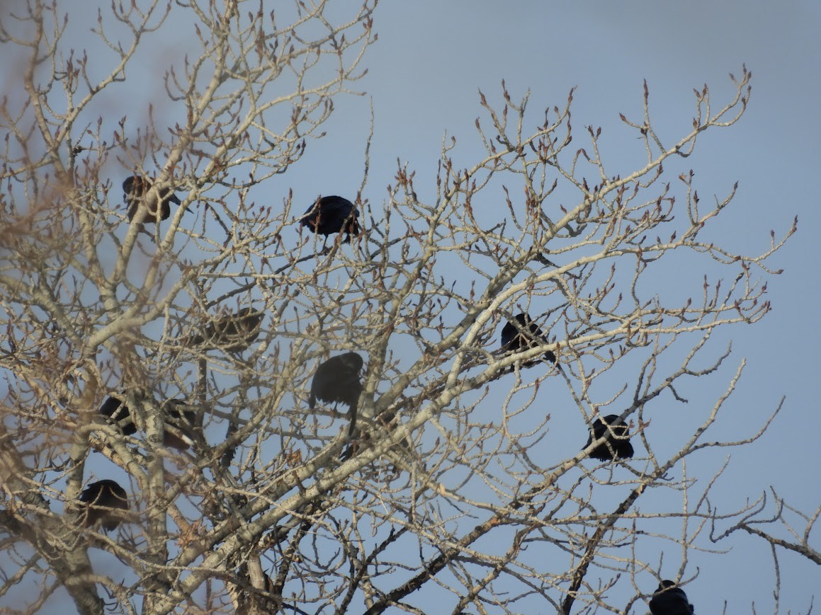 American Crow - ML628825645
