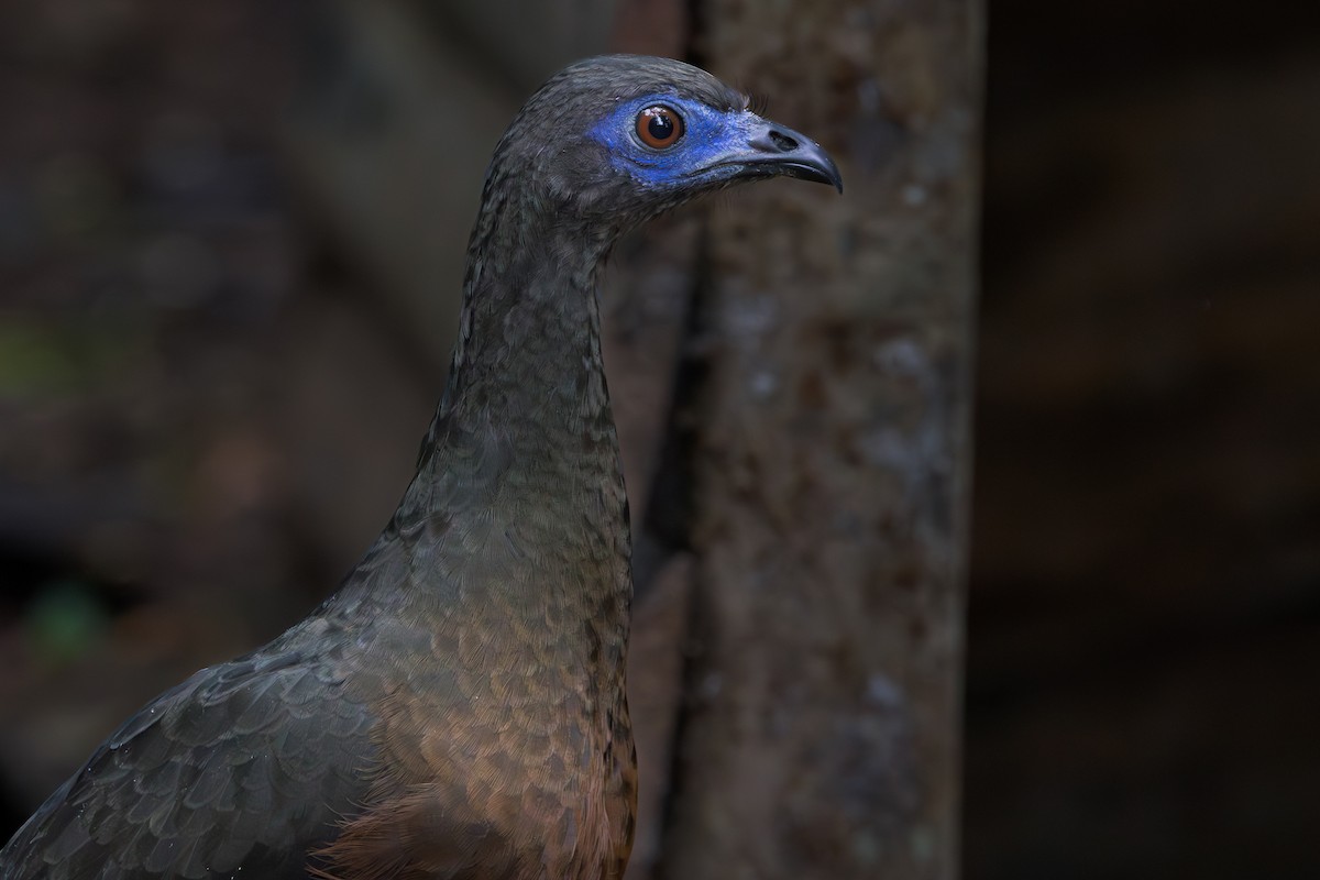 Sickle-winged Guan - ML628825681