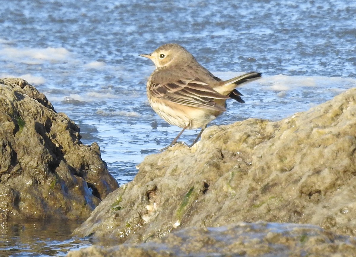 American Pipit - ML628825693