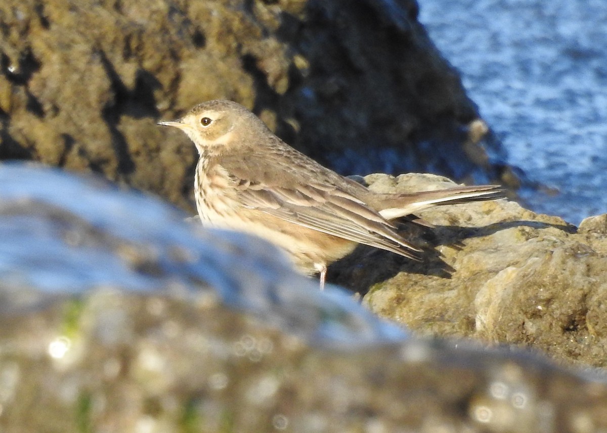 American Pipit - ML628825694