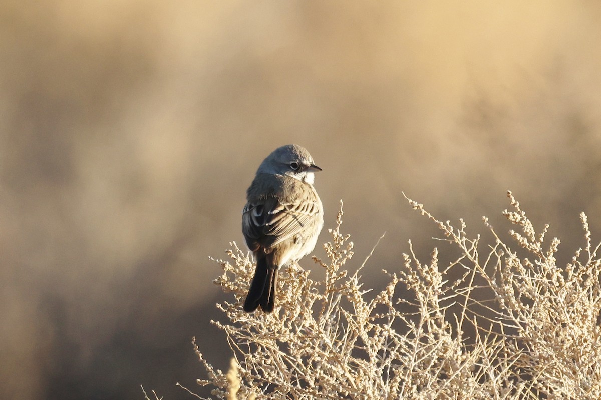 Bell's Sparrow - ML628825714