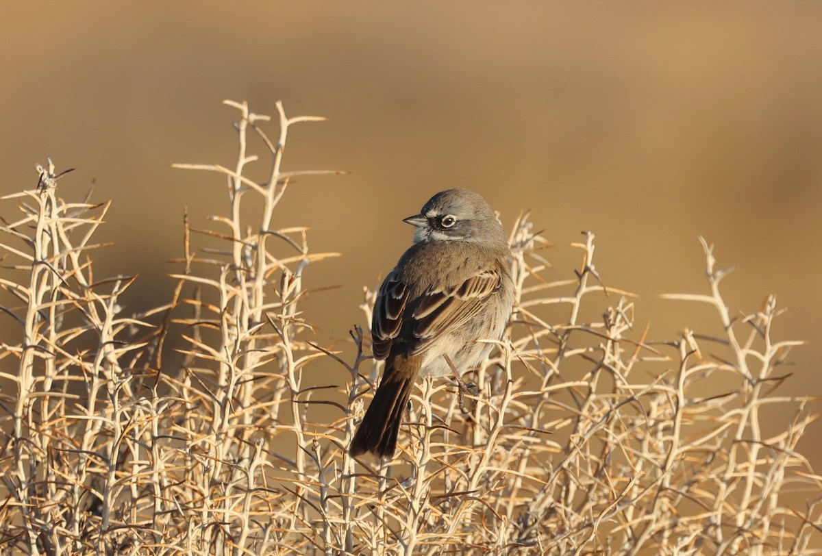 Bell's Sparrow - ML628825718